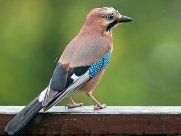 Կենդանաբանները պարզել են, որ թռչունները բարձր ինտելեկտի հետ կապված ինքնավերահսկողություն ունեն